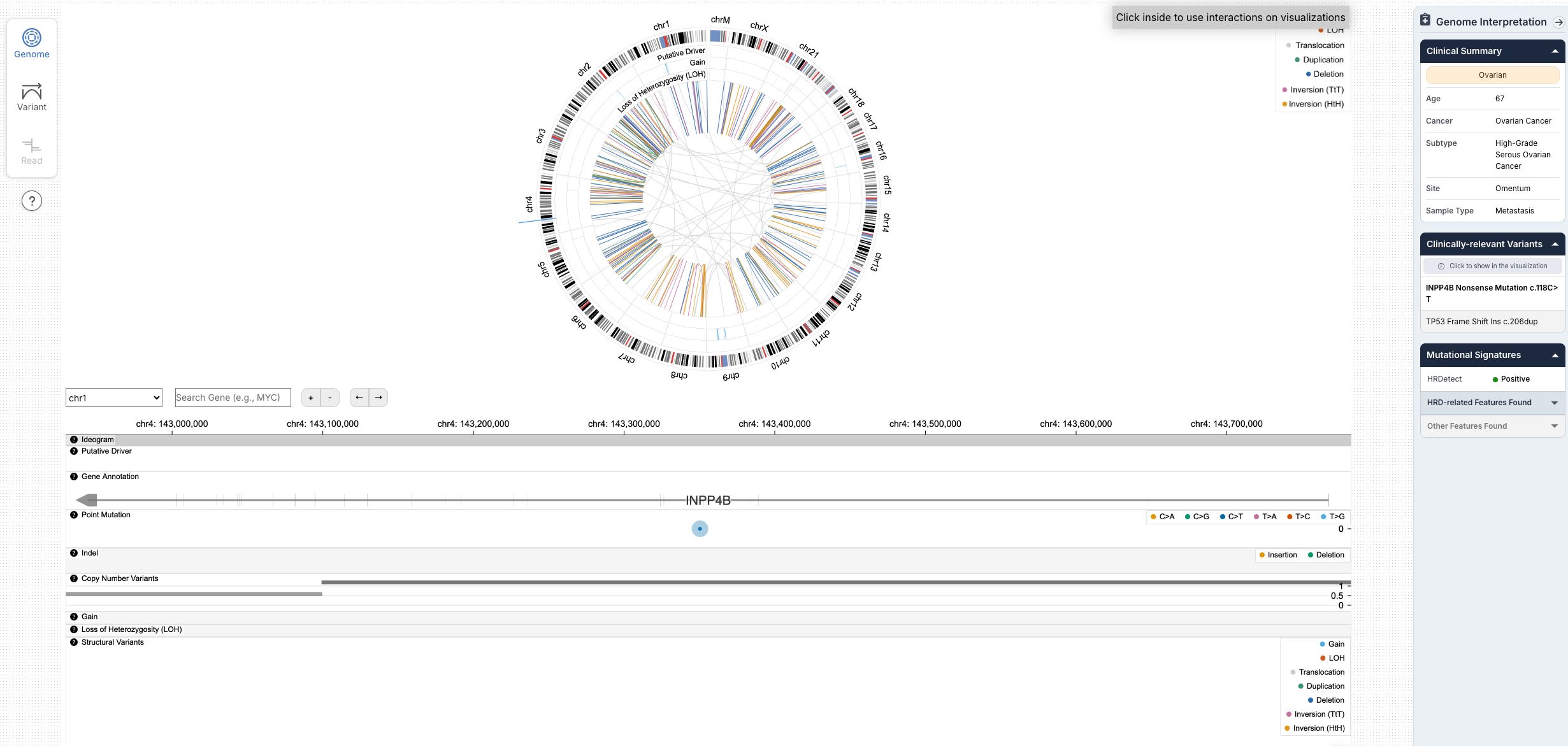 When clicking on a point mutation in the panel, the varian is highlighted within the visualization